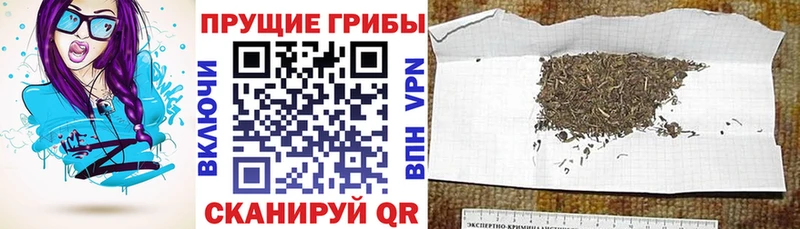 где купить наркотик  Лангепас  Псилоцибиновые грибы мицелий 
